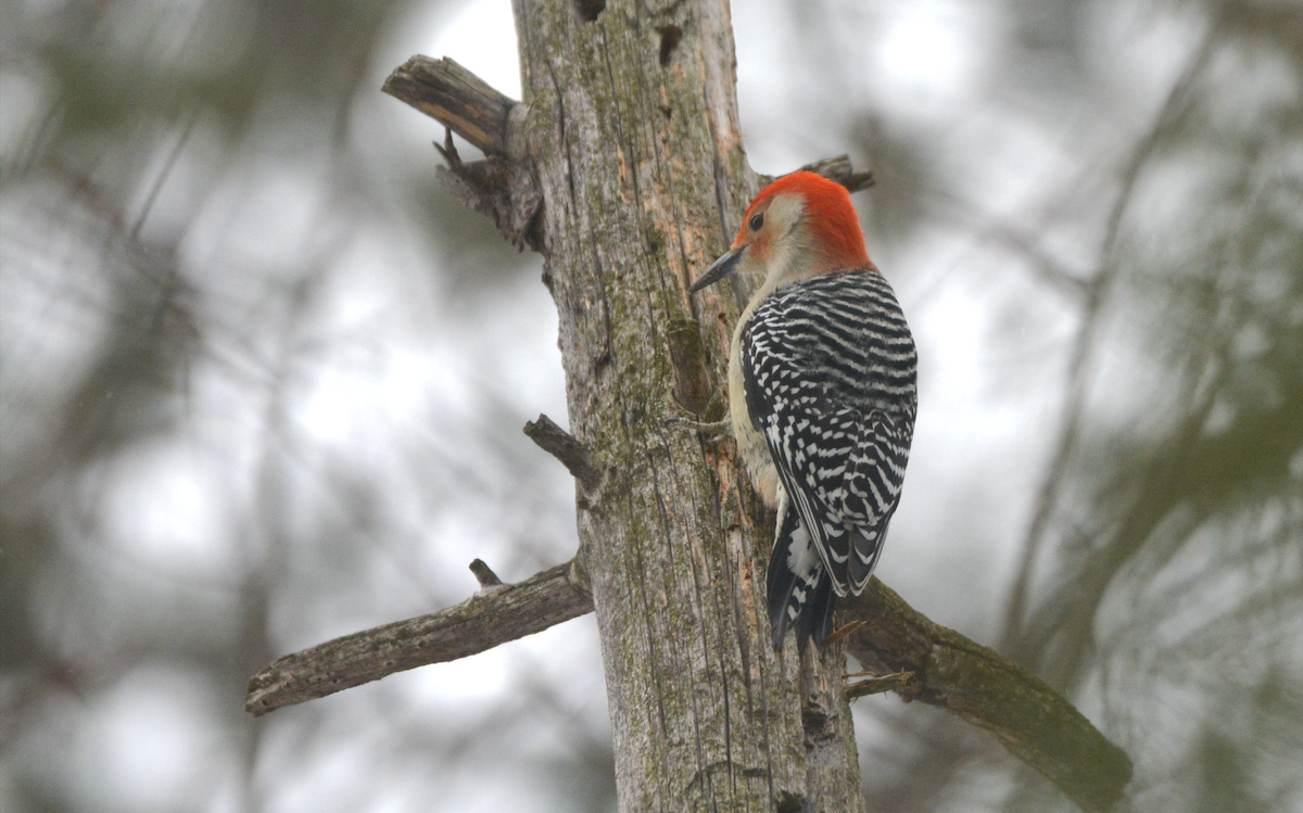 Red-bellied Woodpecker - Larry Chen