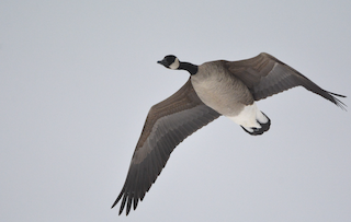 Canada Goose, ML85378721