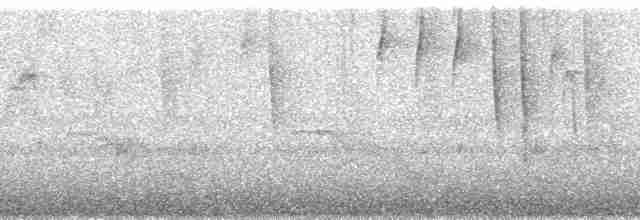 Paruline rubanée (bivittata/argentinae) - ML85382