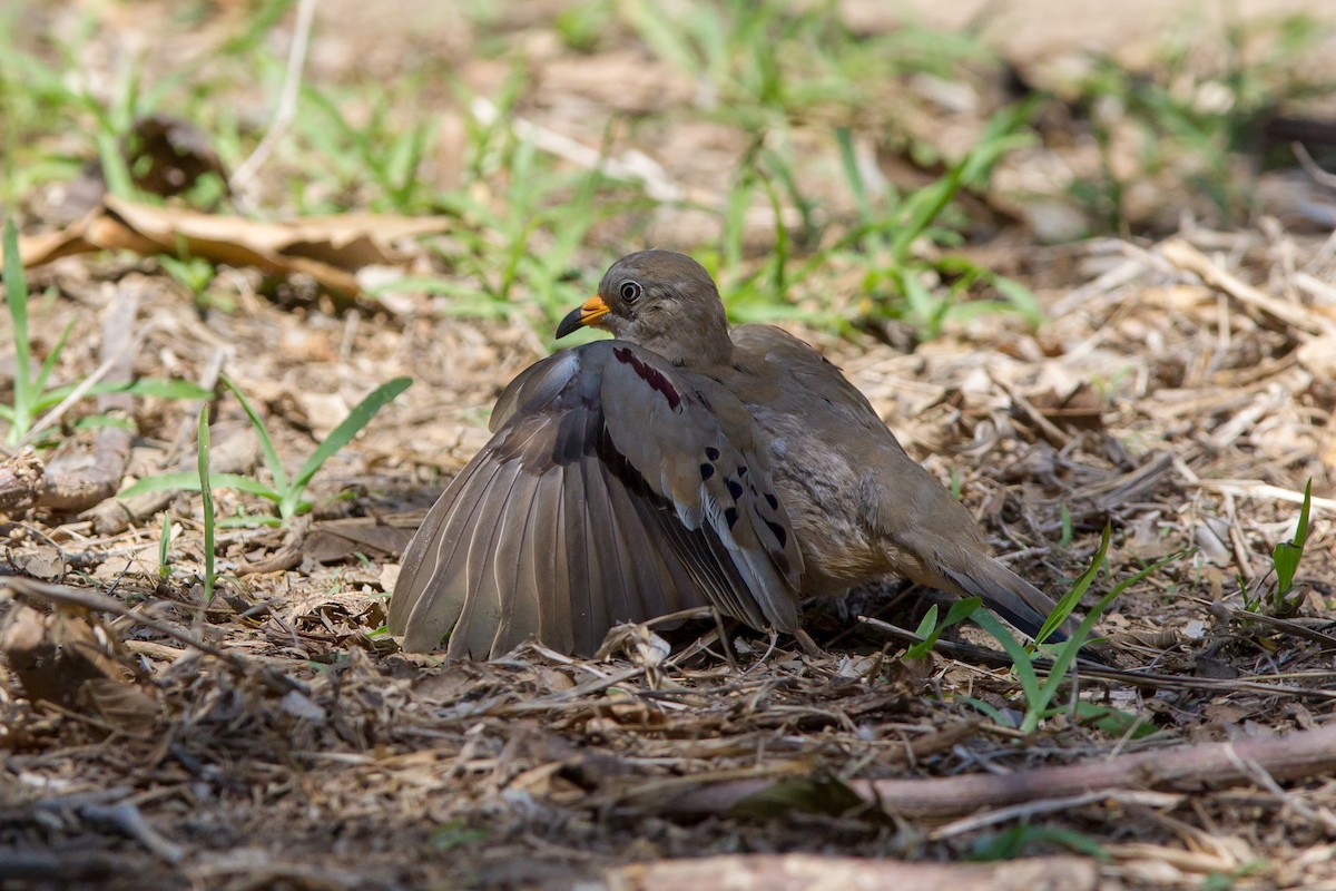 Croaking Ground Dove - Kevin Berkoff