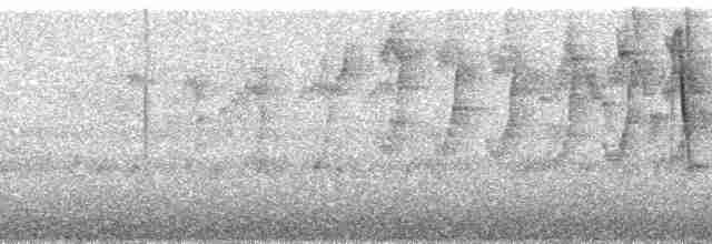 ノドグロヒメアリサザイ（ornata グループ） - ML85383