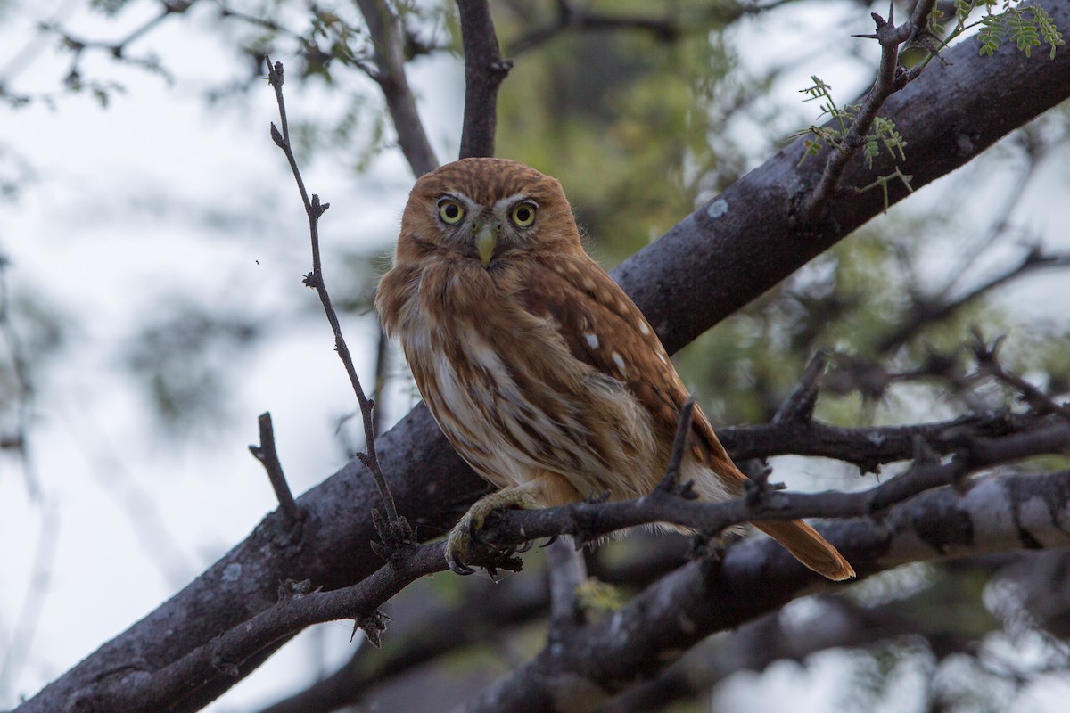 Peruvian Pygmy-Owl - ML85383561
