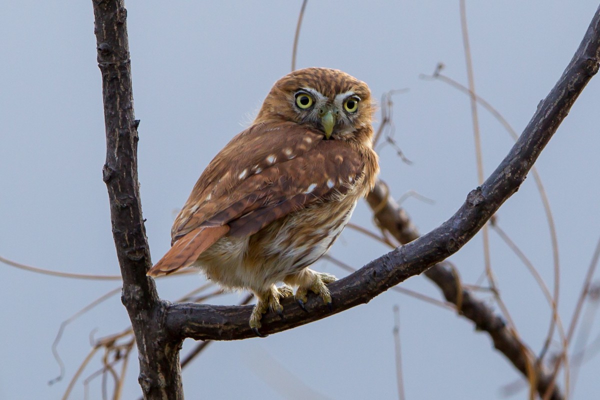 Peruvian Pygmy-Owl - Kevin Berkoff