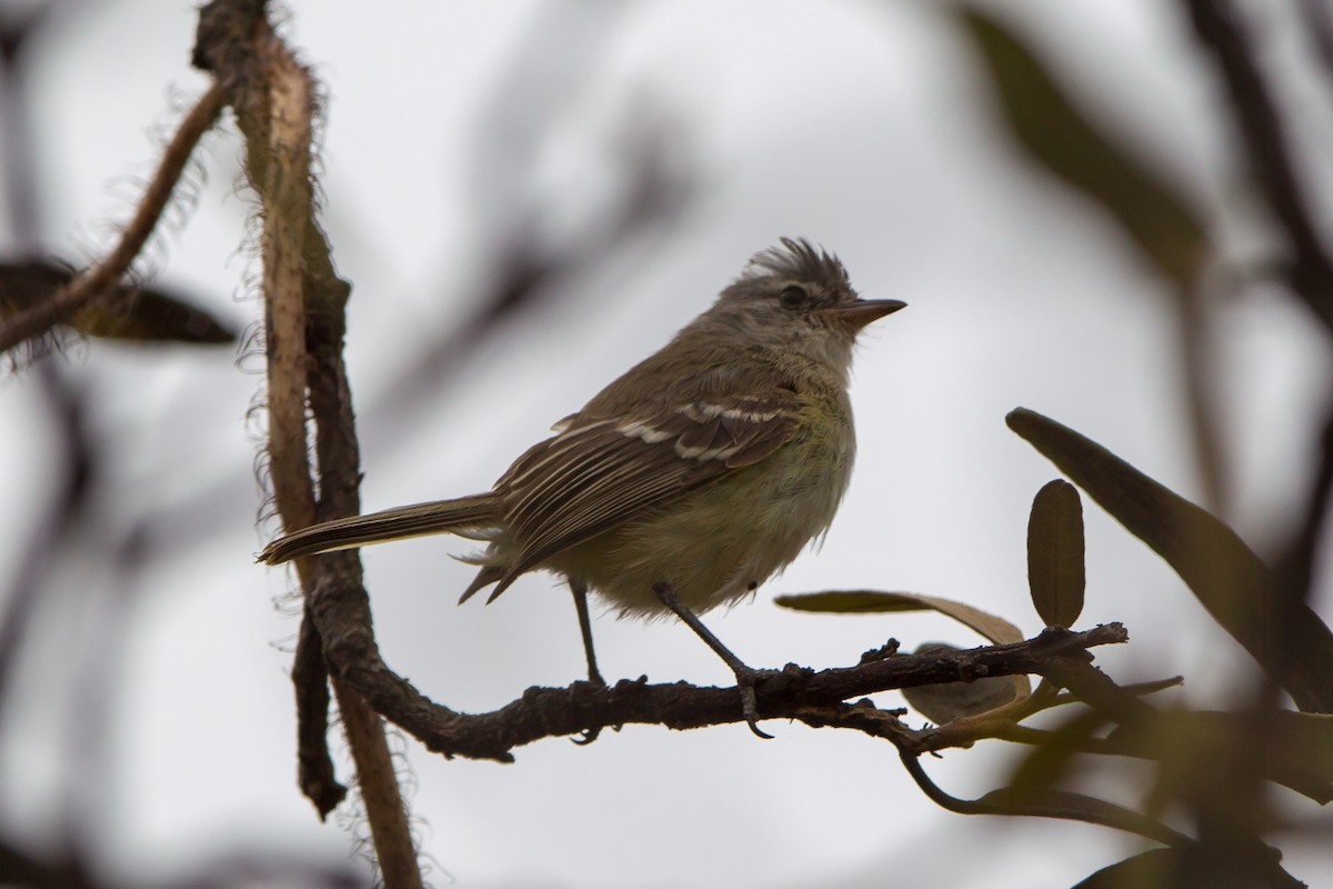 Gray-and-white Tyrannulet - Kevin Berkoff