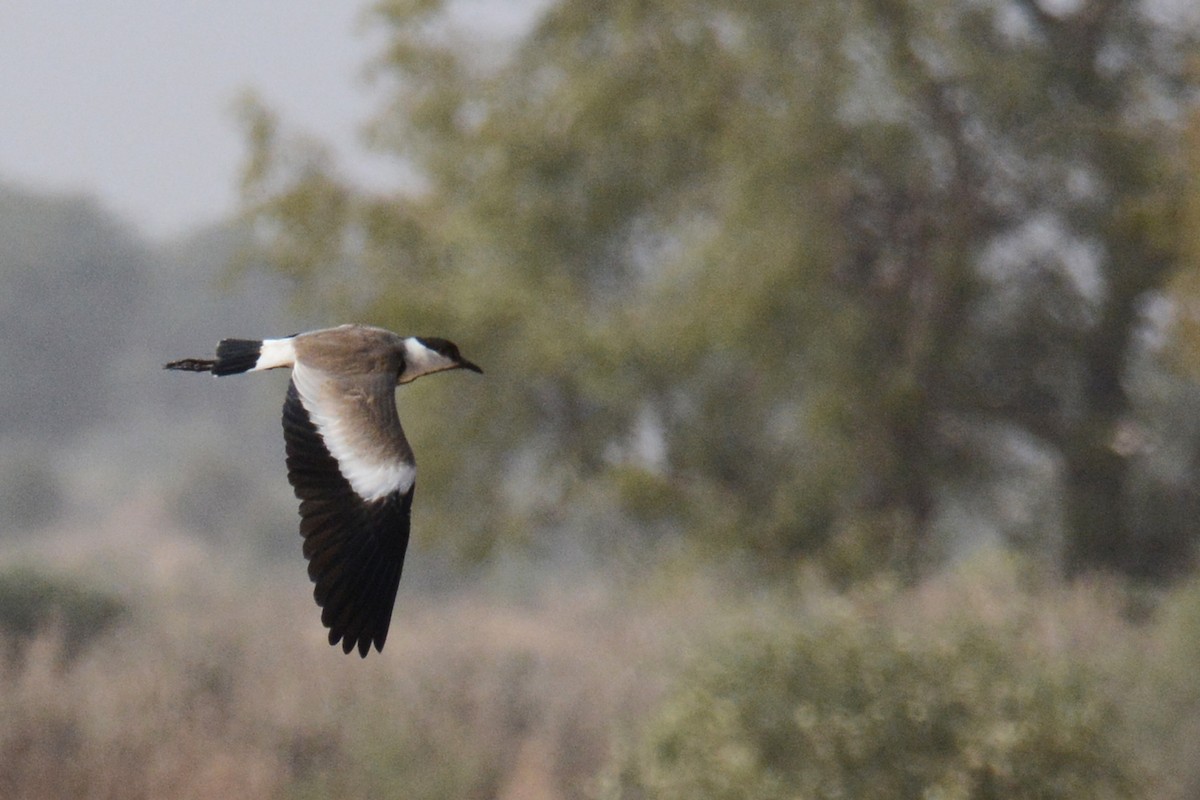 Spur-winged Lapwing - Marie O'Neill