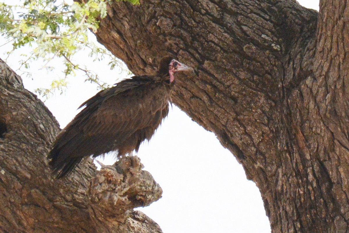 Hooded Vulture - ML85387451