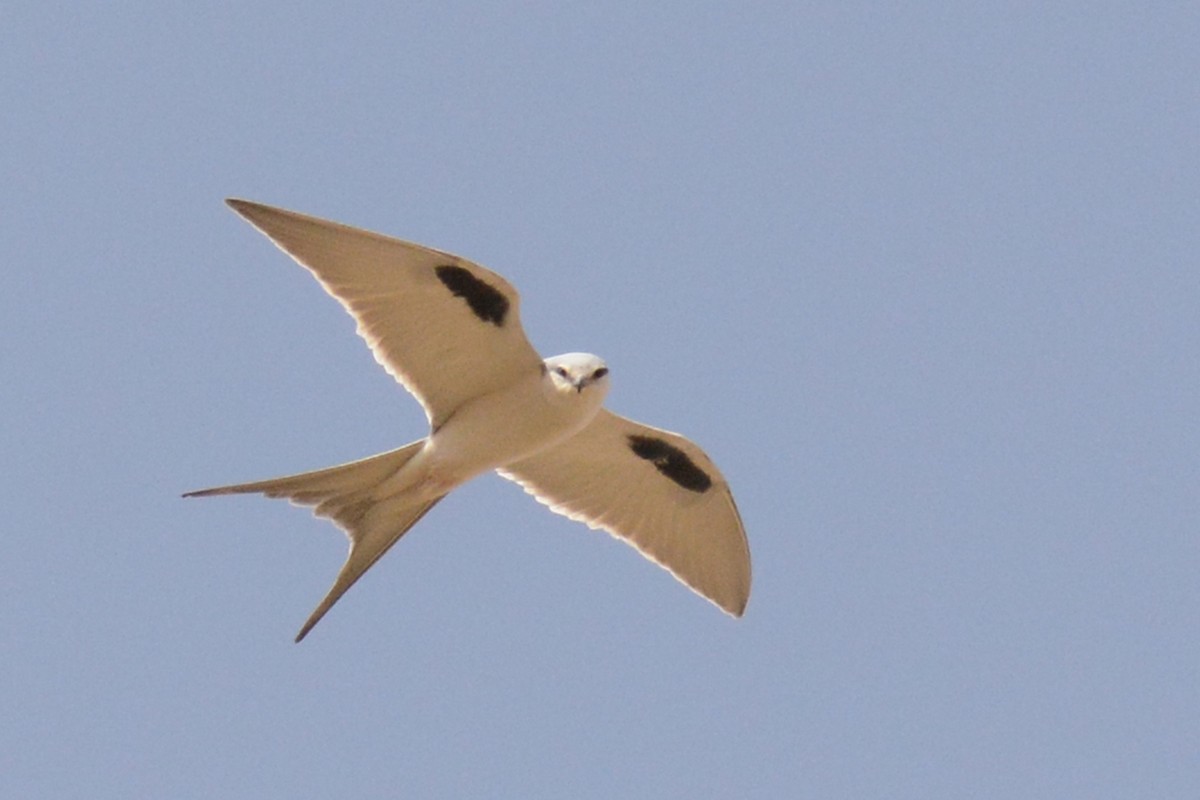 Scissor-tailed Kite - ML85388481