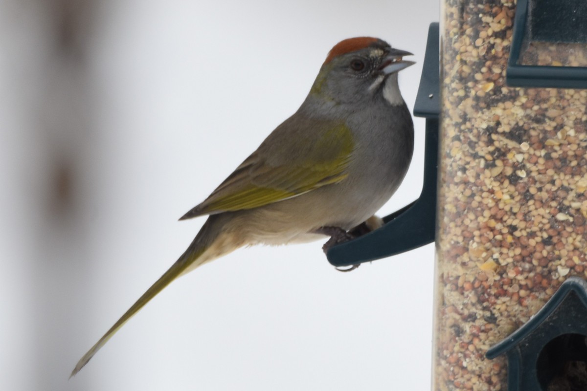 Green-tailed Towhee - Donna Carter