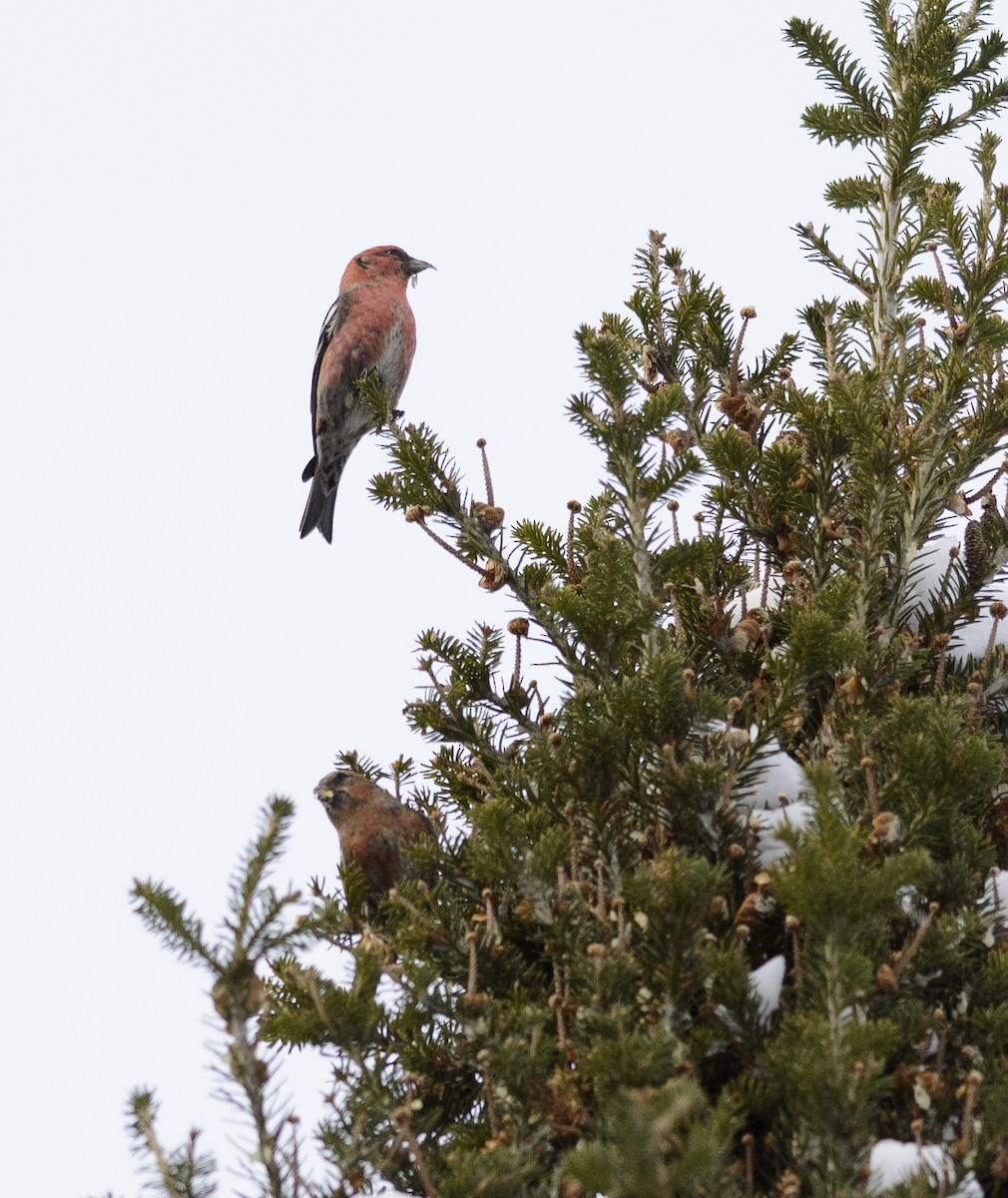 White-winged Crossbill - Patrice St-Pierre