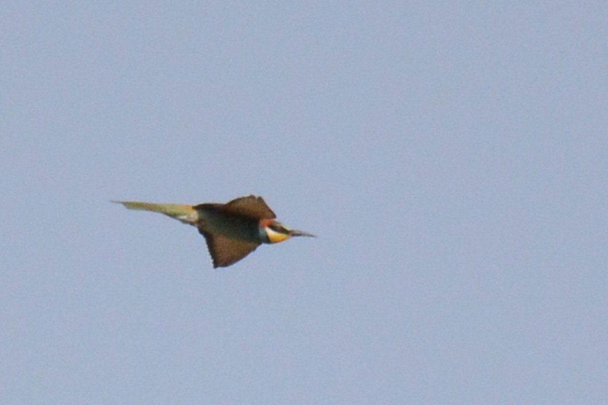 European Bee-eater - Marie O'Neill