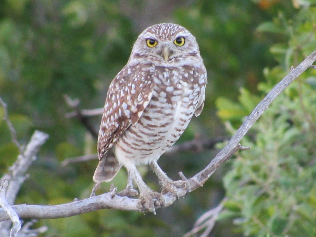Burrowing Owl - Vivian F. Moultrie