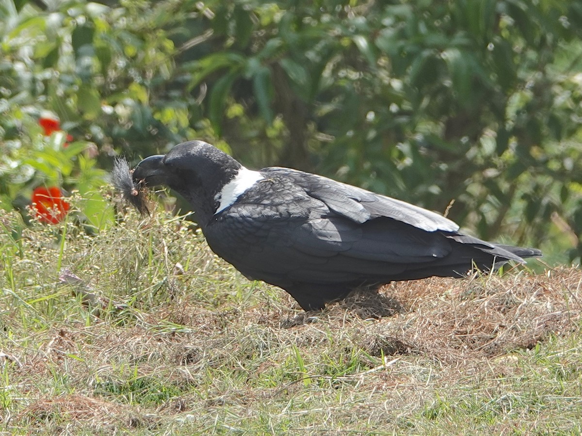 White-necked Raven - Mark S. Garland