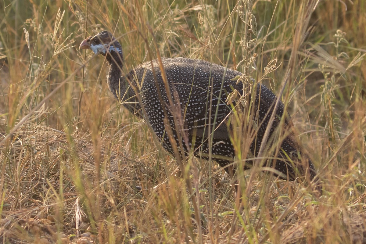 Helmeted Guineafowl - Michael Todd