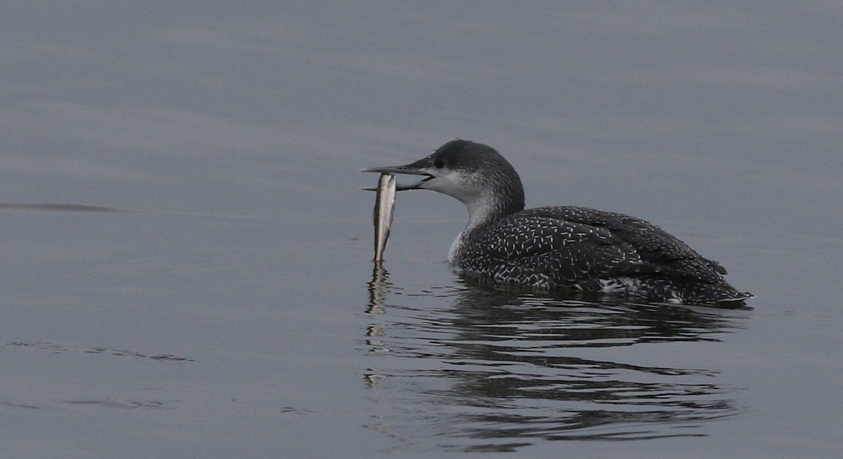 Red-throated Loon - ML85395491