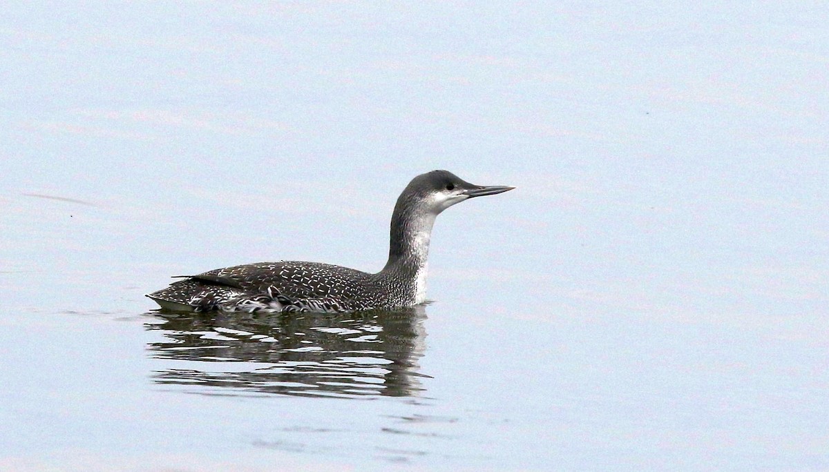 Red-throated Loon - ML85395521