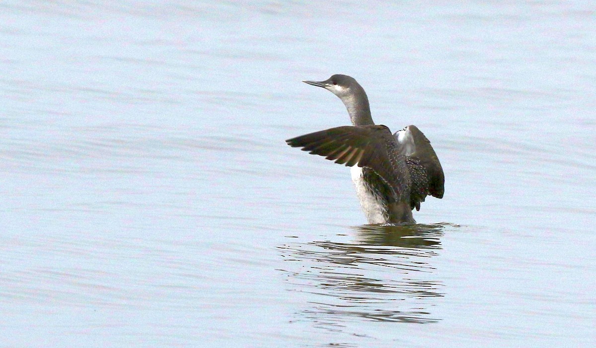 Red-throated Loon - ML85395541
