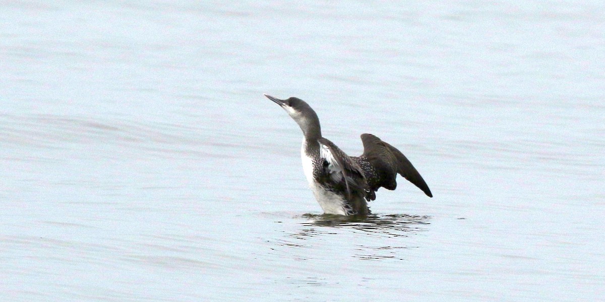 Red-throated Loon - ML85395551