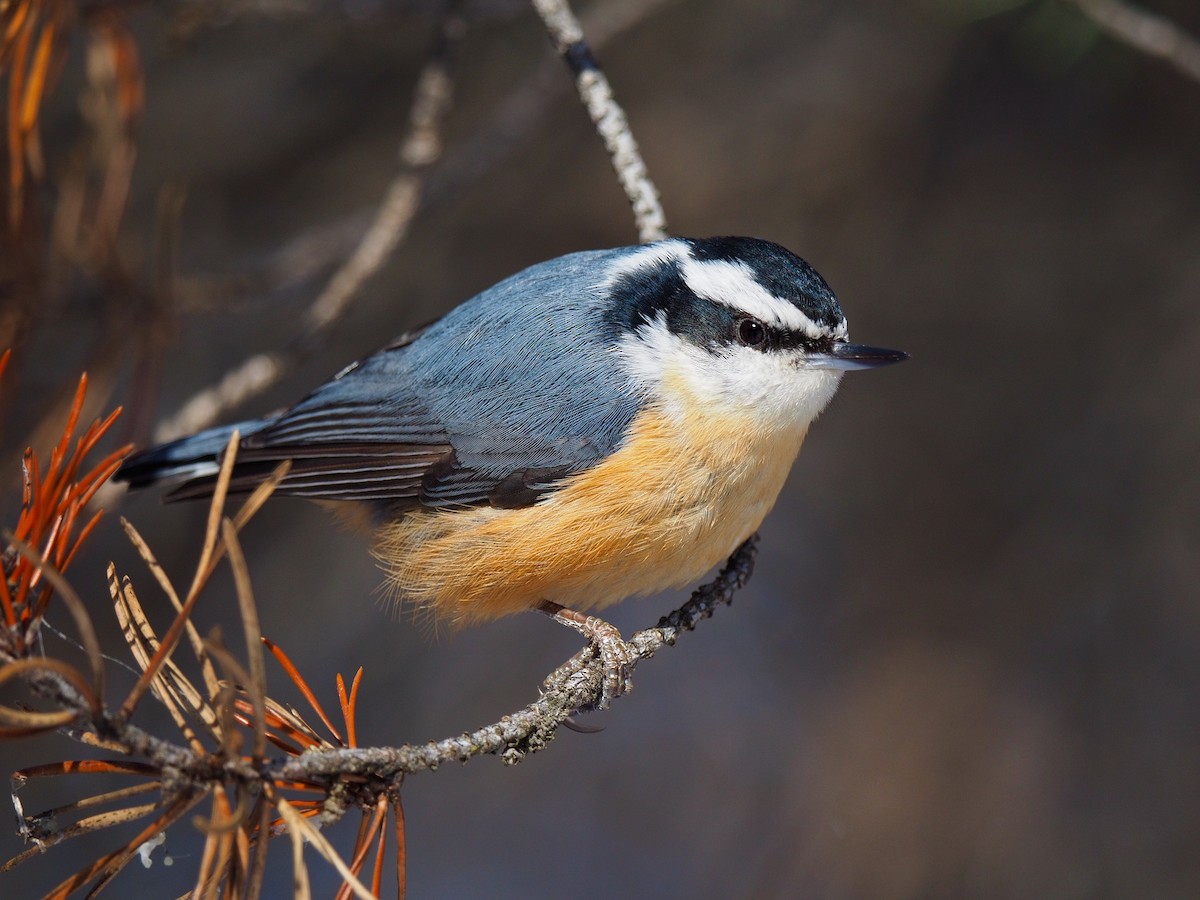 Red-breasted Nuthatch - ML85395971