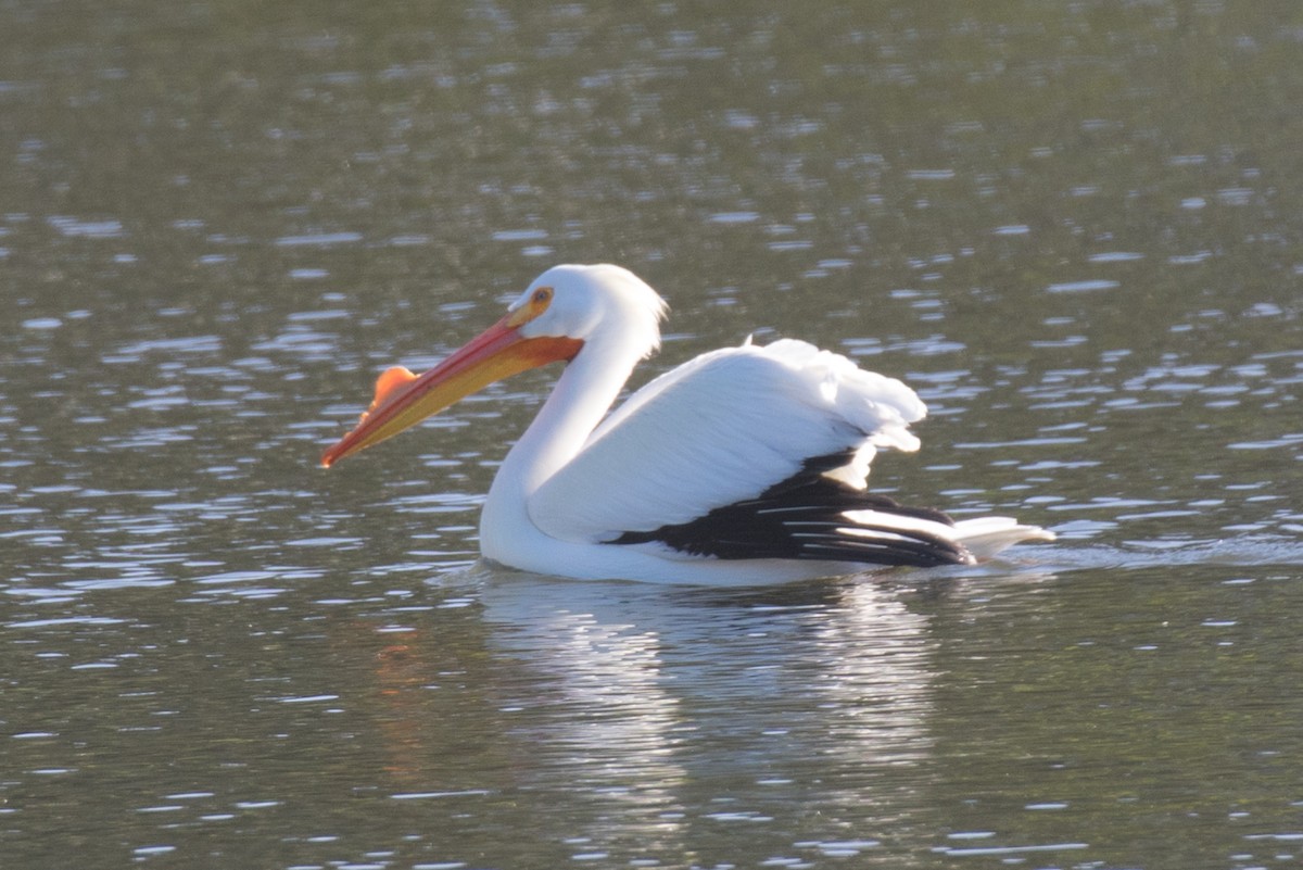 American White Pelican - Mark Schulist