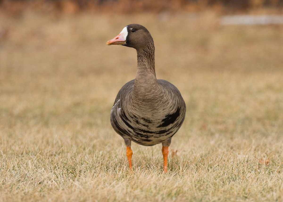 Greater White-fronted Goose - ML85401881