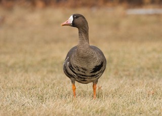 Greater White-fronted Goose, ML85401881