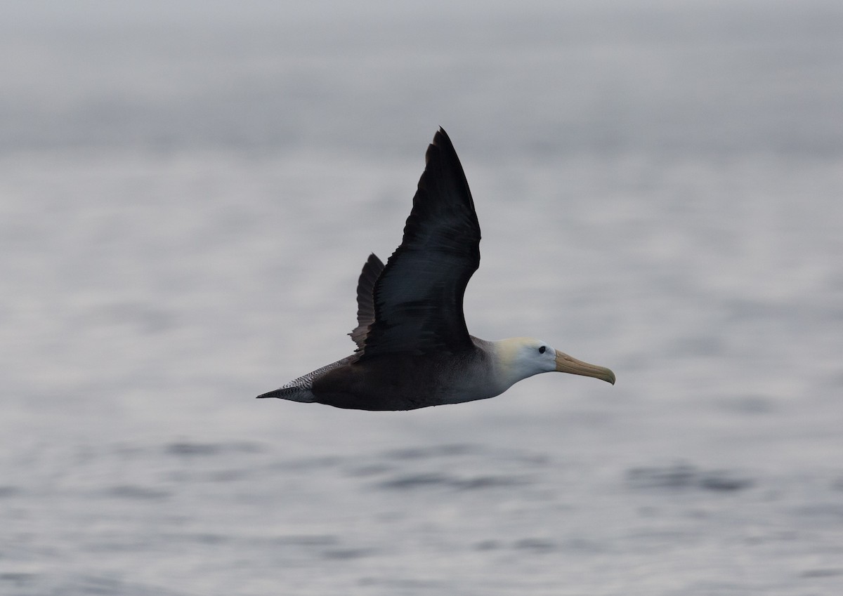 Waved Albatross - Fernando Díaz I Albatross Birding Chile
