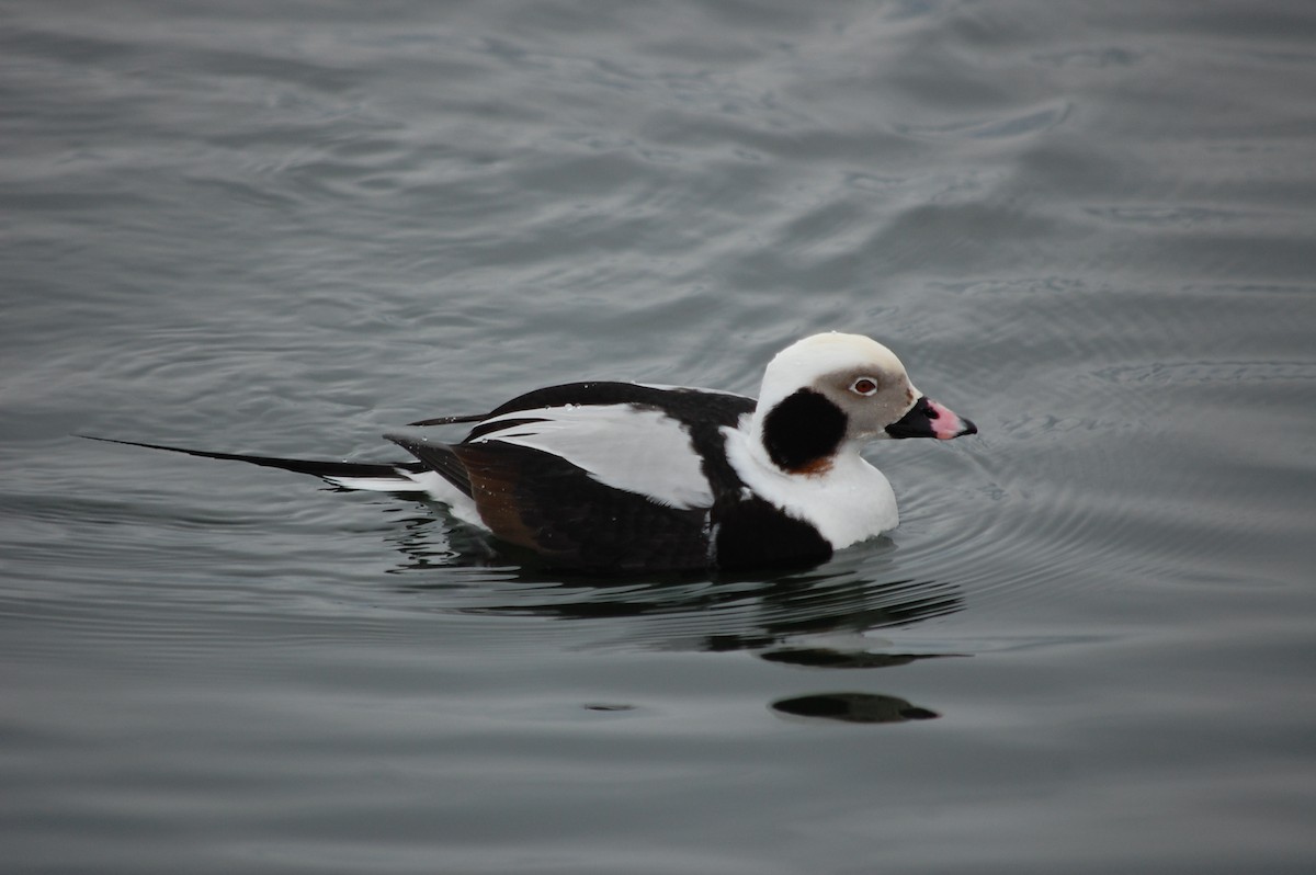 Long-tailed Duck - ML85404201