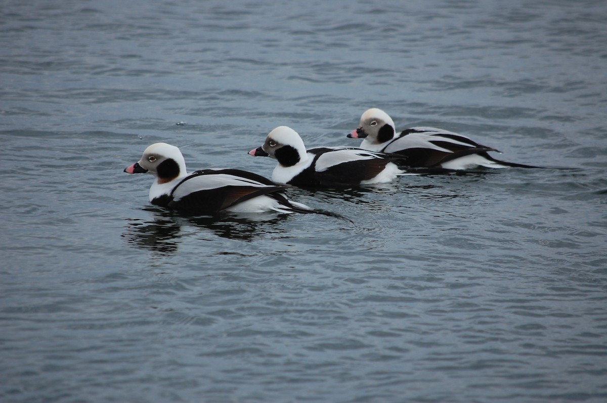 Long-tailed Duck - ML85404211