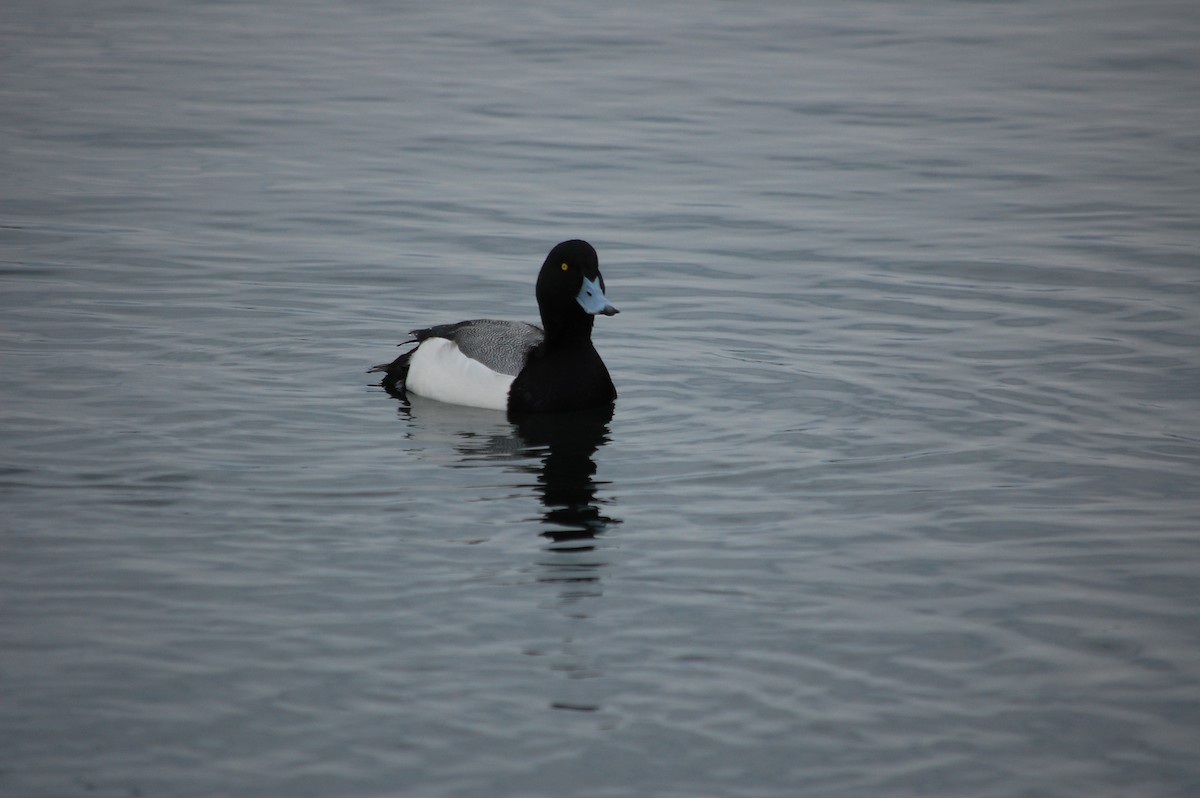 Greater Scaup - ML85404331