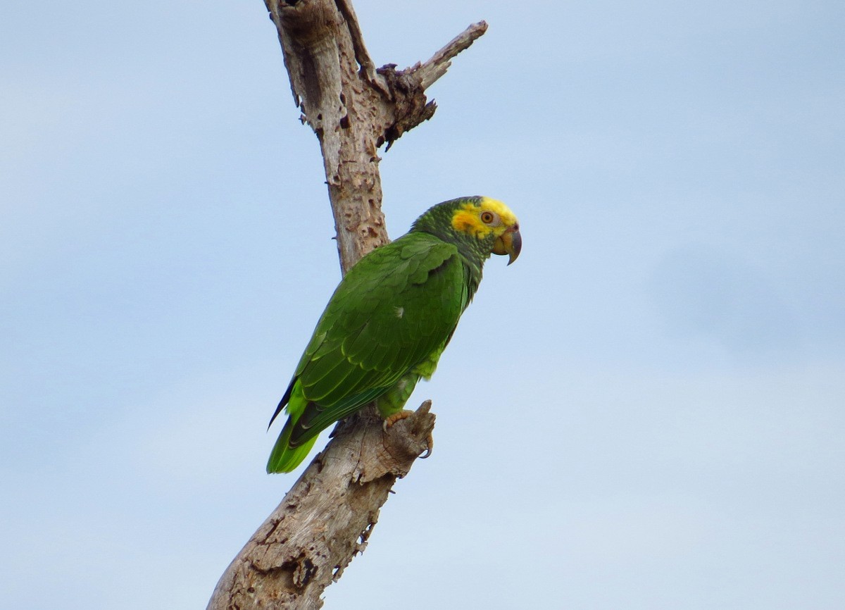 Yellow-faced Parrot - Willian Menq