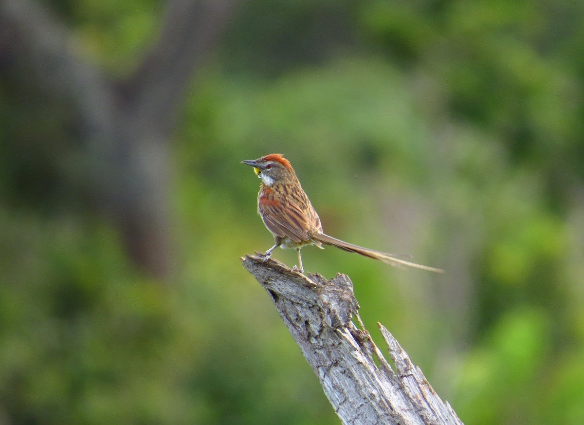 Chotoy Spinetail - ML85404941