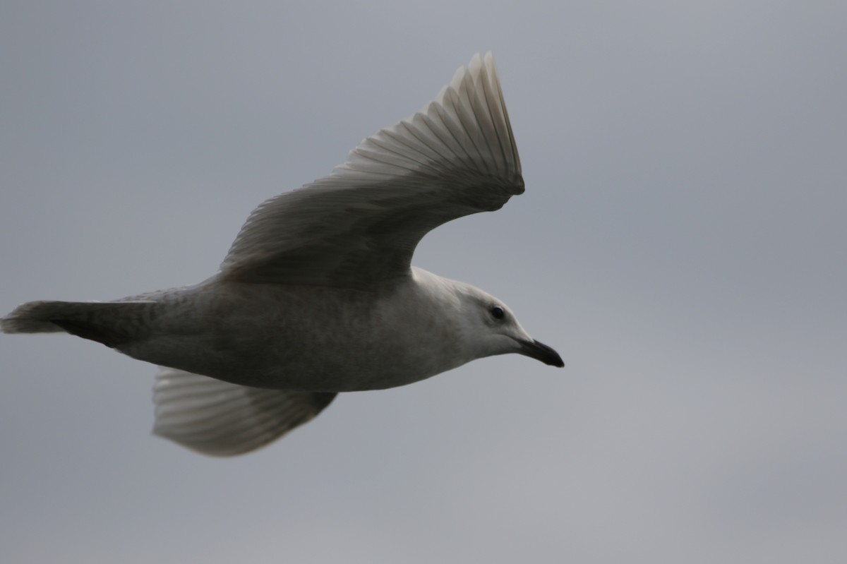 Iceland Gull (kumlieni) - ML85407251