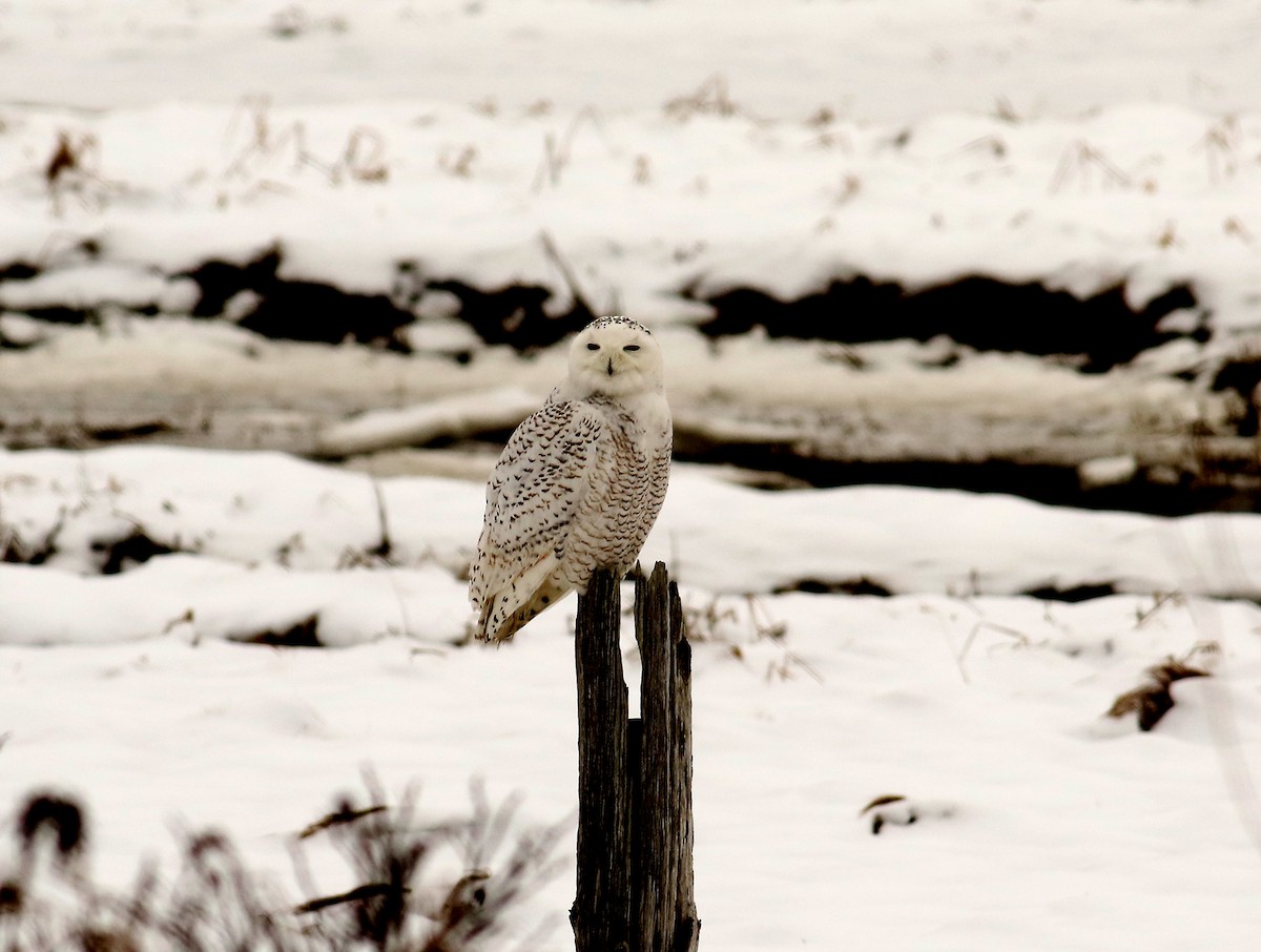 Snowy Owl - Steve Bennett