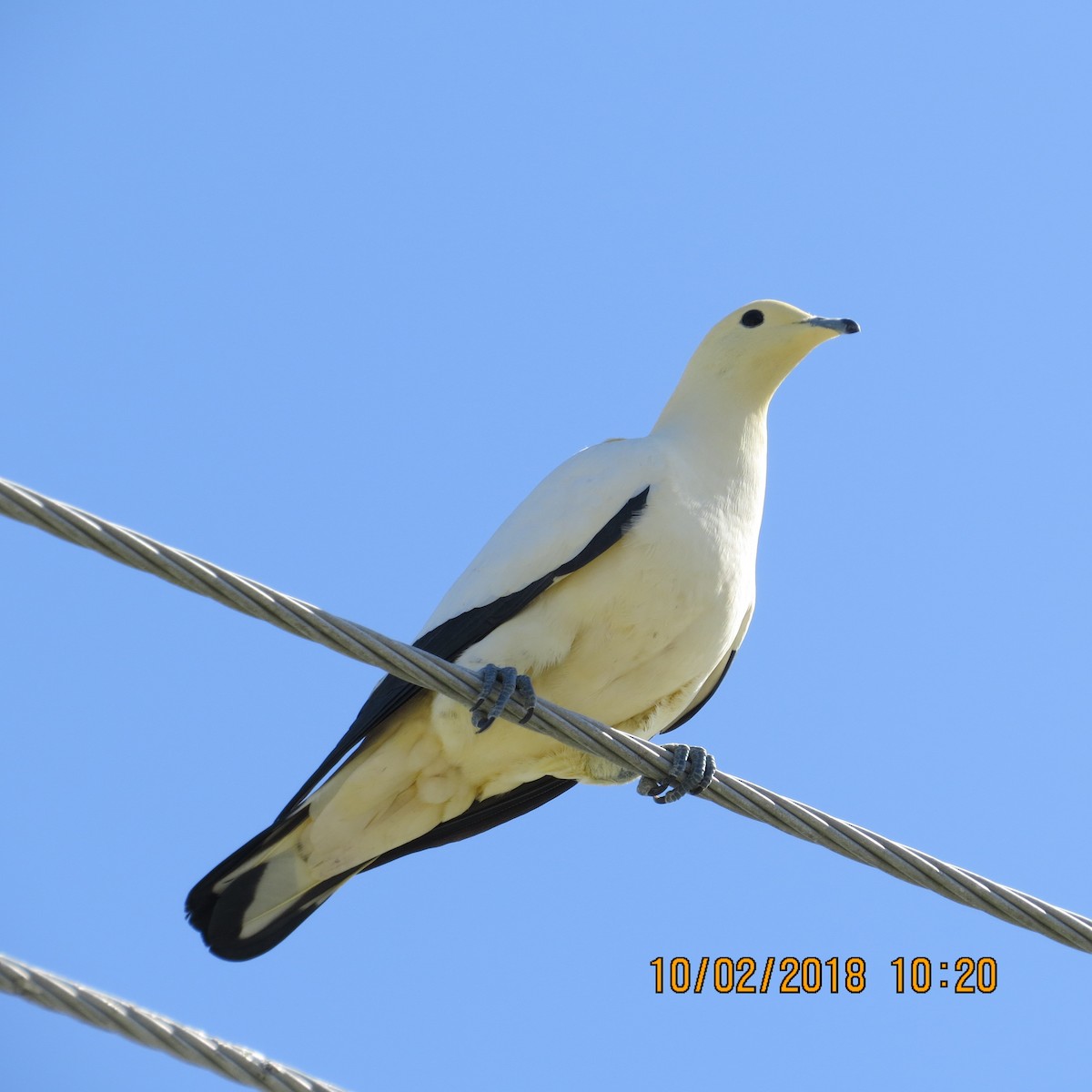 Pied Imperial-Pigeon - Lillian Russell