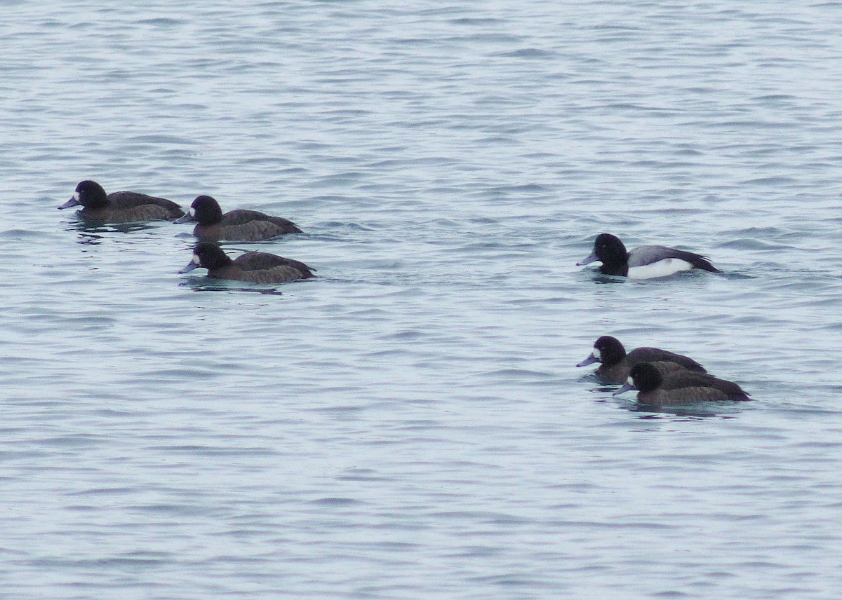 Greater Scaup - ML85409641