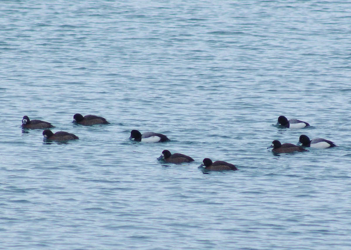 Greater Scaup - David Rooke