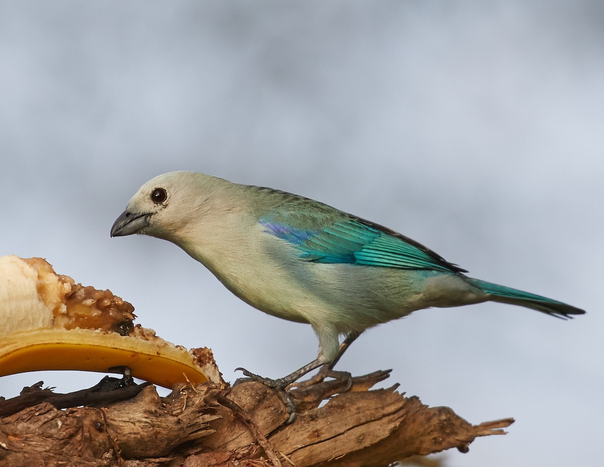 Blue-gray Tanager - ML85410011