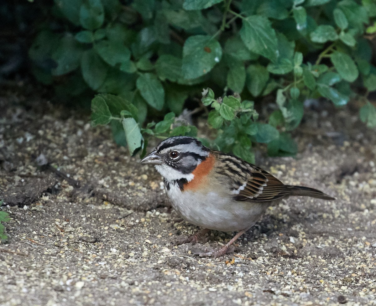 Rufous-collared Sparrow - ML85410091