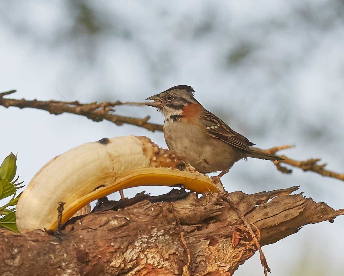 Rufous-collared Sparrow - ML85410101