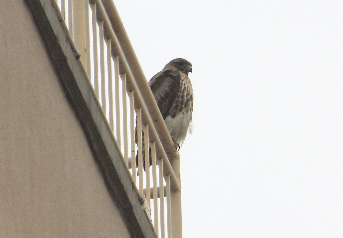 Red-tailed Hawk - ML85410921