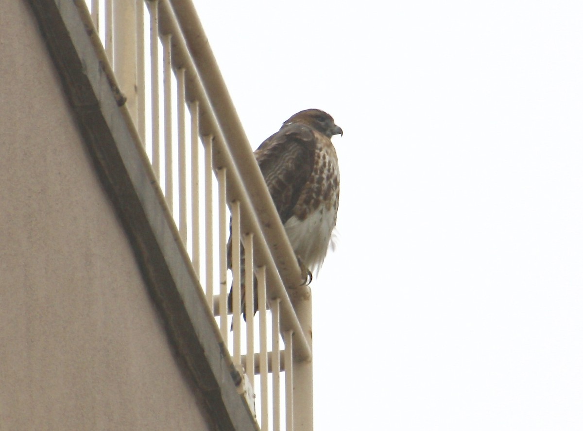 Red-tailed Hawk - ML85410931
