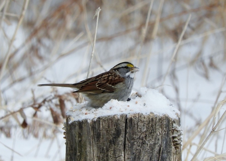 White-throated Sparrow - ML85411051