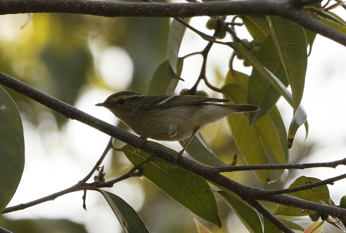 Yellow-browed Warbler - ML85411211