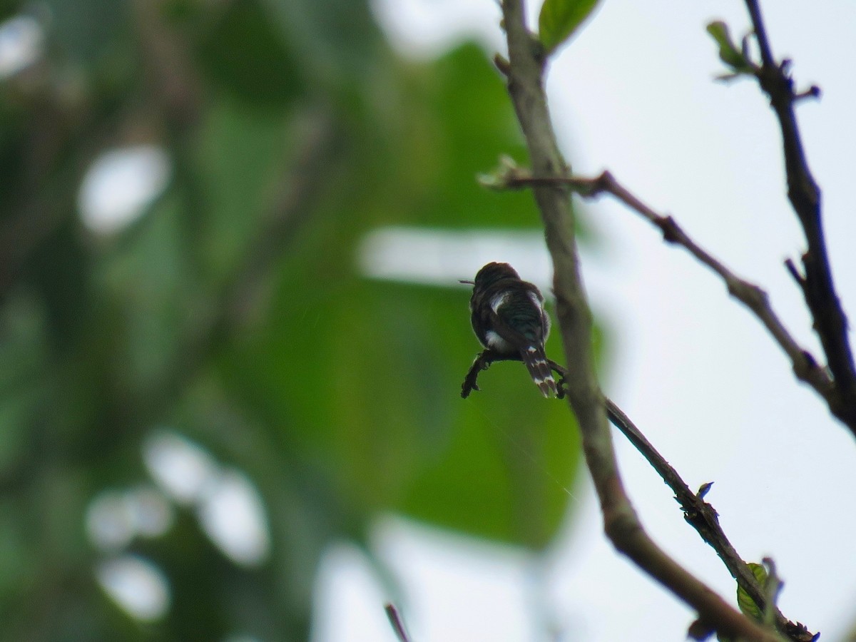 Sparkling-tailed Hummingbird - ML85413541