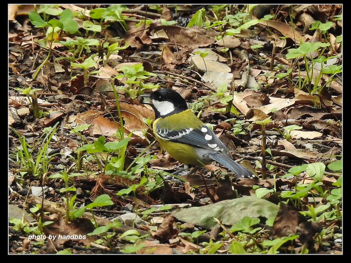 Green-backed Tit - Anonymous