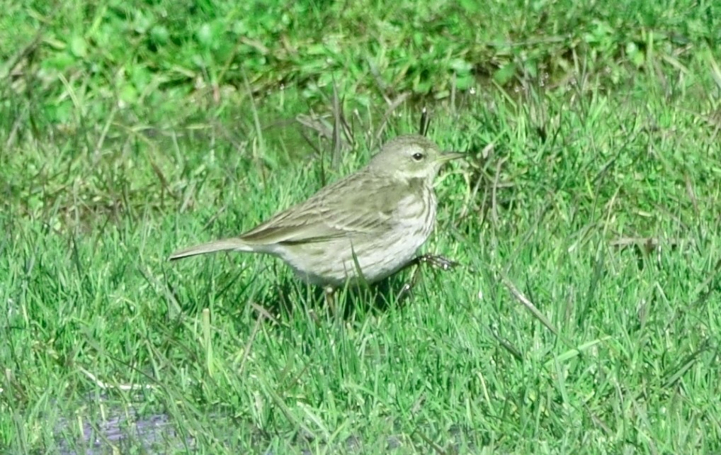 Water Pipit - ML85418761