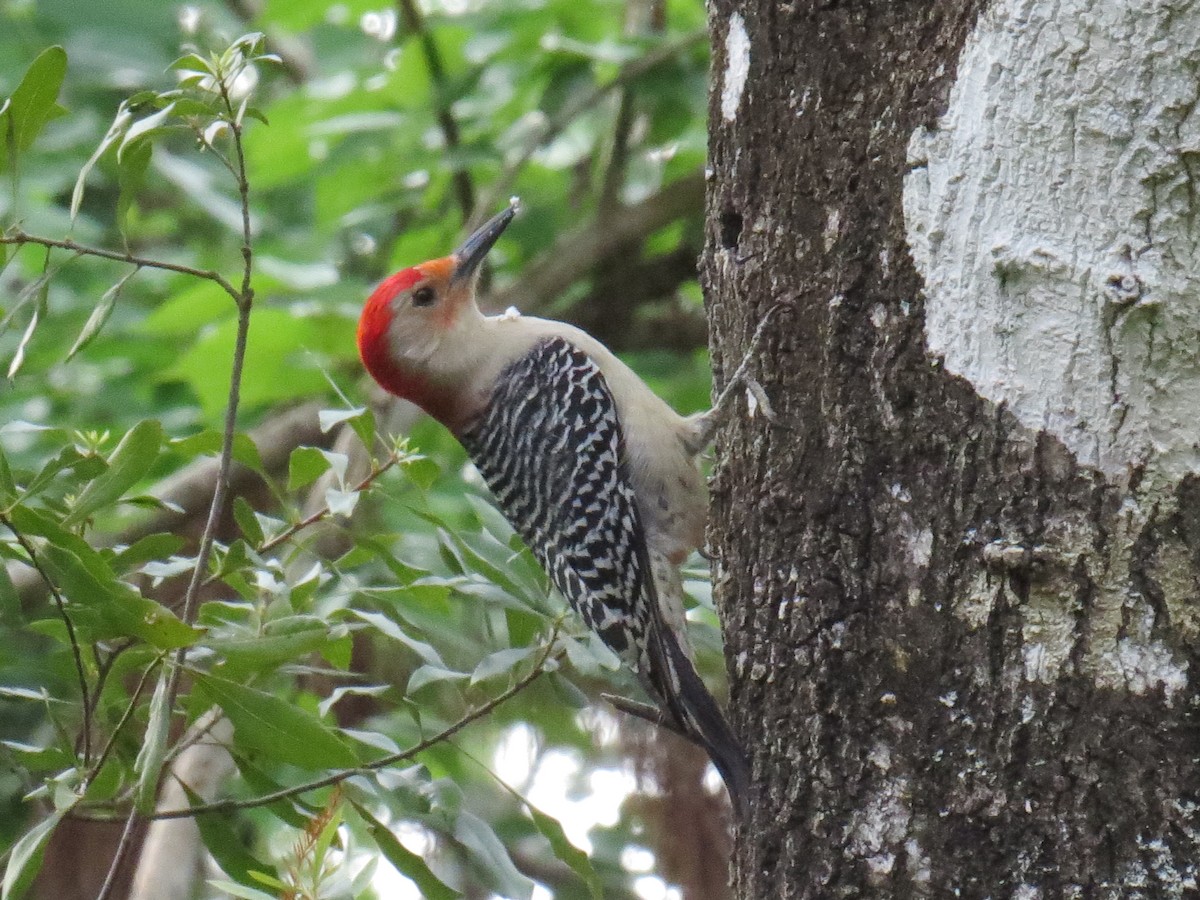 Red-bellied Woodpecker - Myron Peterson