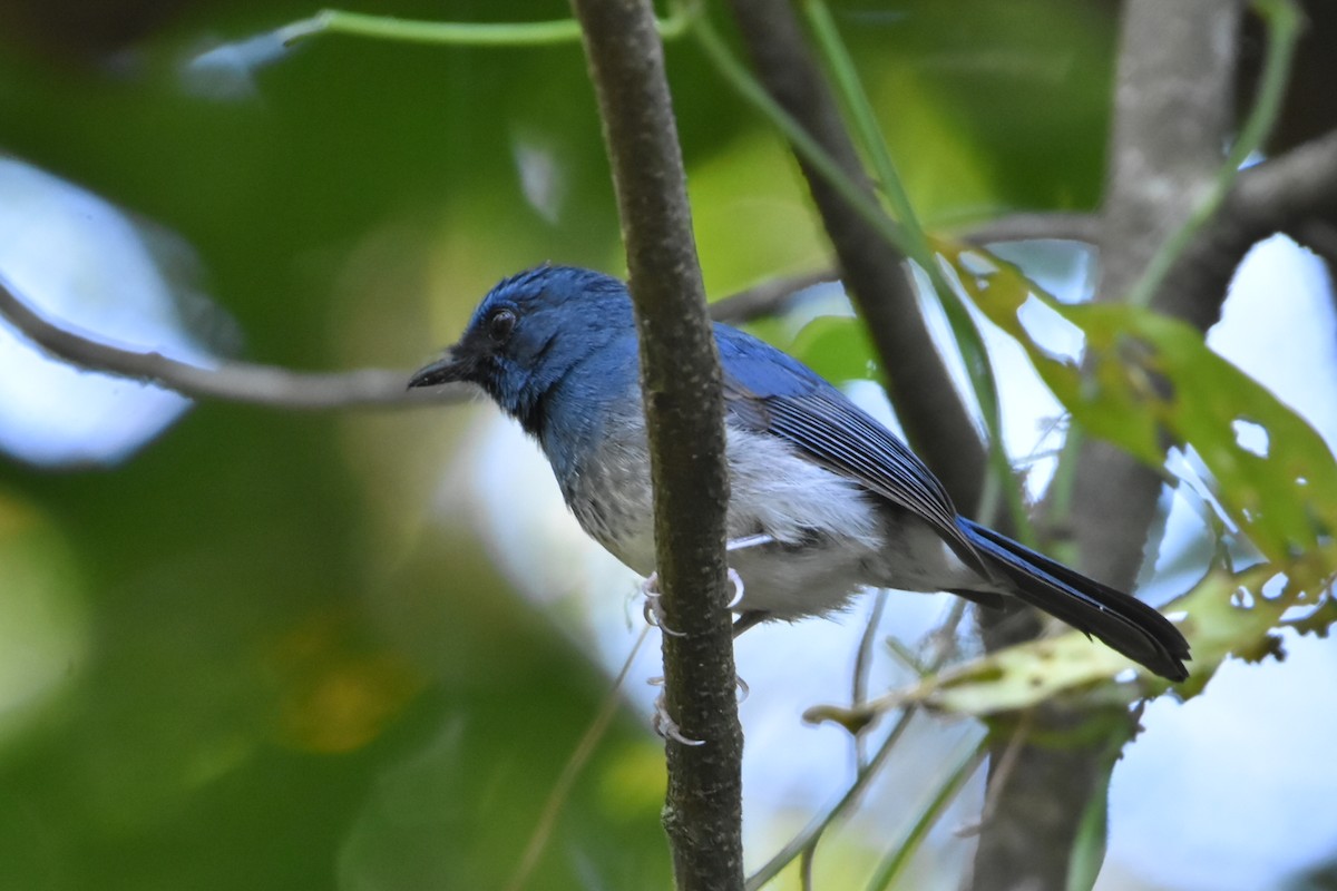 White-bellied Blue Flycatcher - vinodh Kambalathara