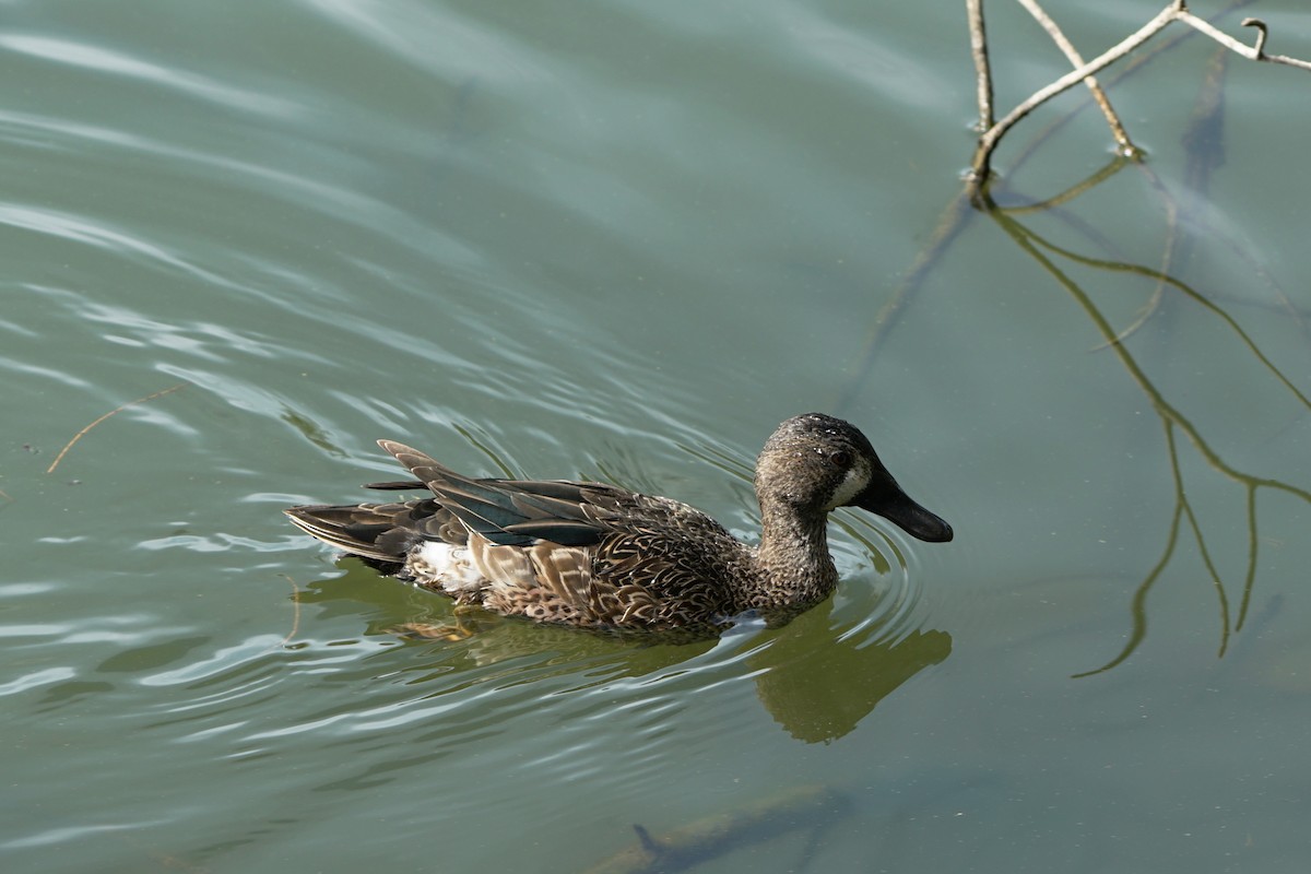 Blue-winged Teal - ML85422141