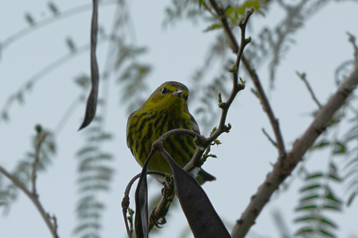 Cape May Warbler - ML85422371